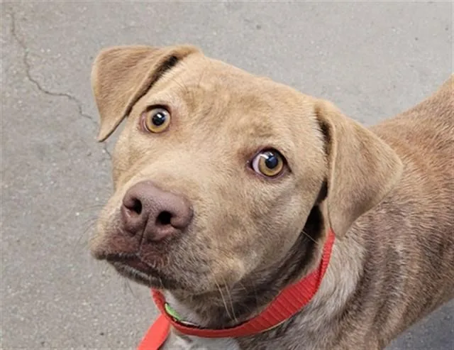 A young medium-sized female Pit Bull Terrier dog named Staple for adoption in Tucson, AZ