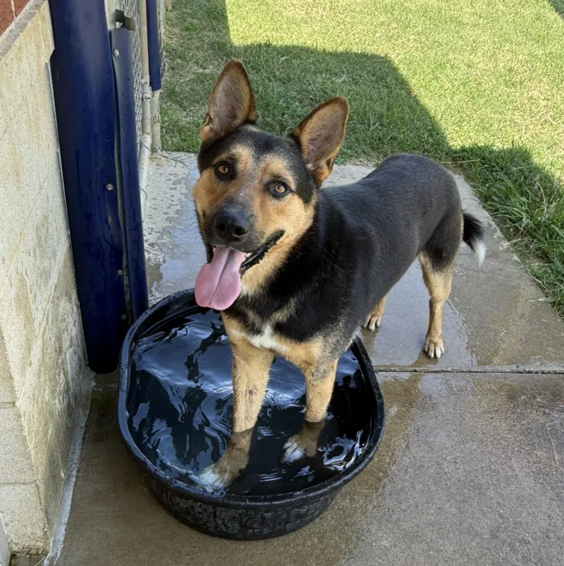 A young medium-sized male German Shepherd Dog dog named Rooster for adoption in Brenham, TX