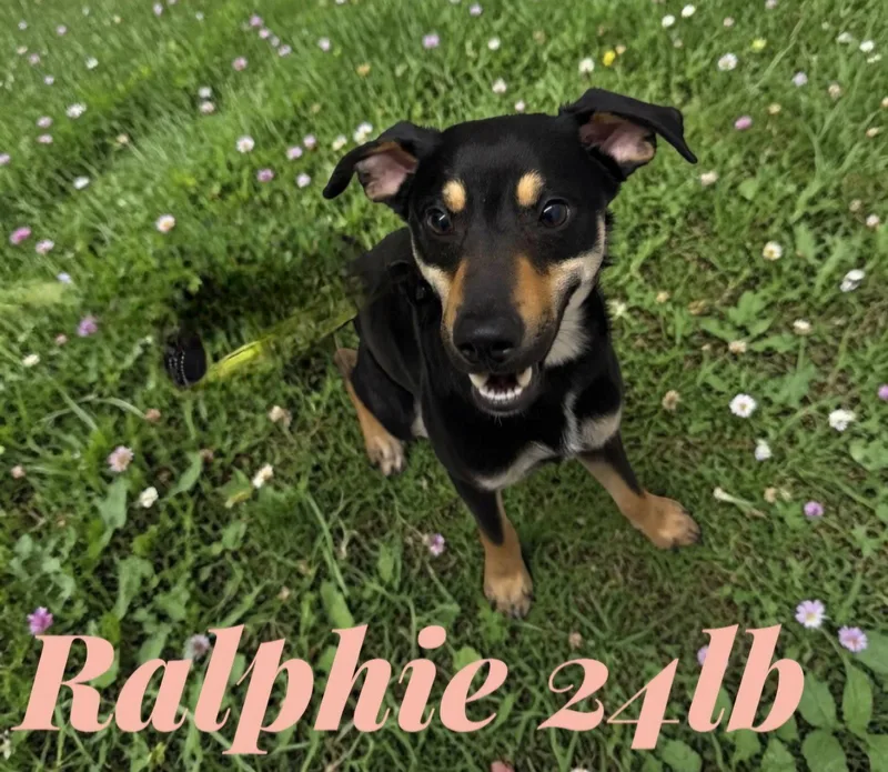 Ralphie thumbnail 3