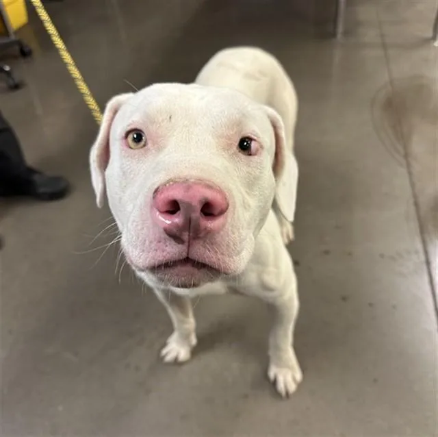 A young large-sized male Pit Bull Terrier dog named Fergus for adoption in Phoenix, AZ