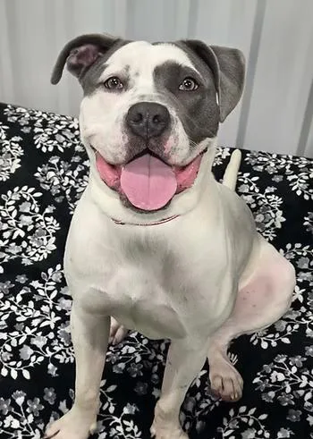 An adult large-sized male Pit Bull Terrier dog named Montblanc for adoption in Racine, WI