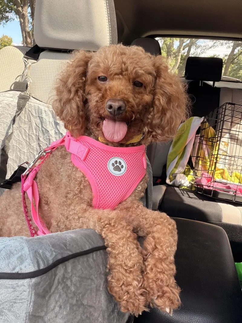 An adult small-sized female Poodle dog named Bella Blue OS Manton for adoption in Saunderstown, RI