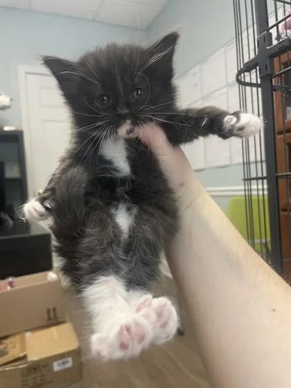 A baby small-sized male Domestic Short Hair cat named Bumblebee for adoption in Lawrenceville, GA