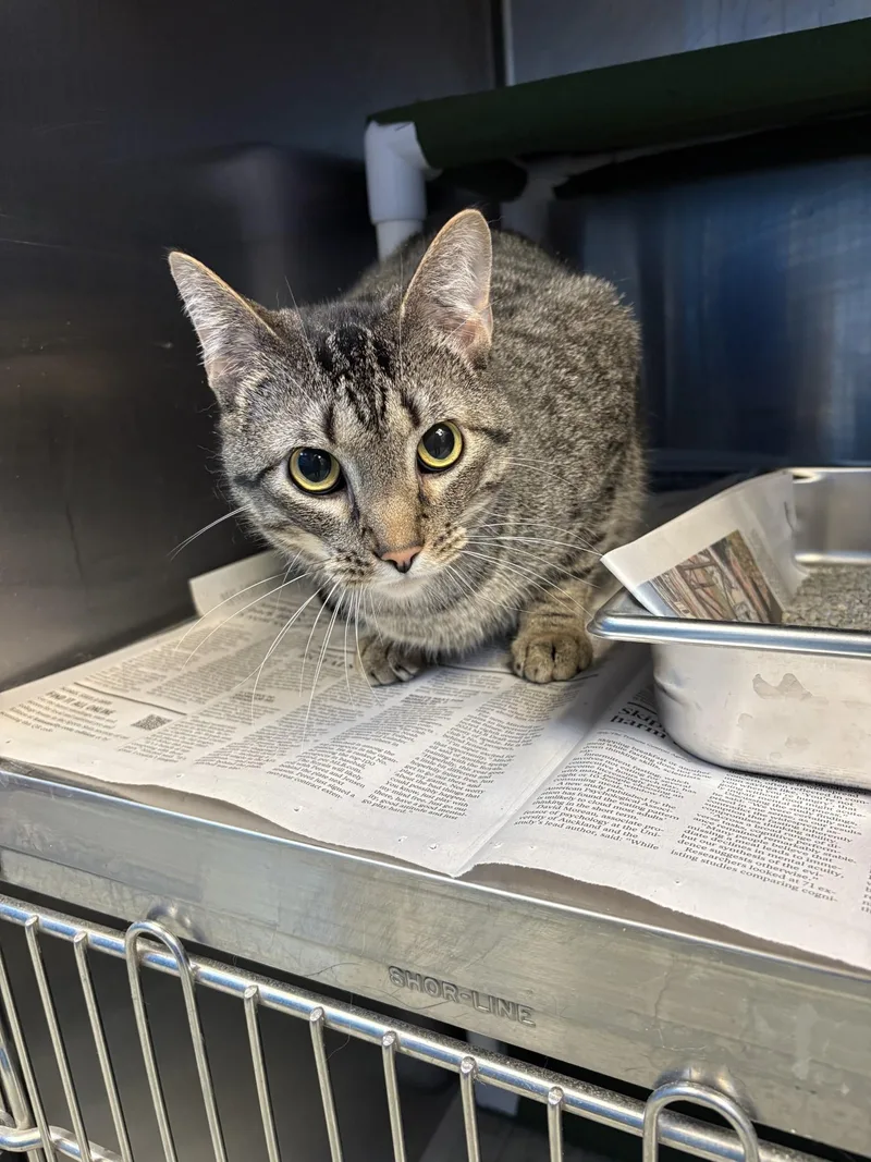 An adult medium-sized male Domestic Short Hair cat named "stitch" for adoption in Leavenworth, KS