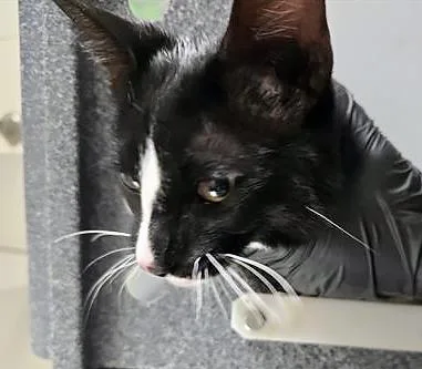 A young medium-sized male Black & White / Tuxedo Domestic Short Hair cat named Pablo Picasso for adoption in Nashville, TN