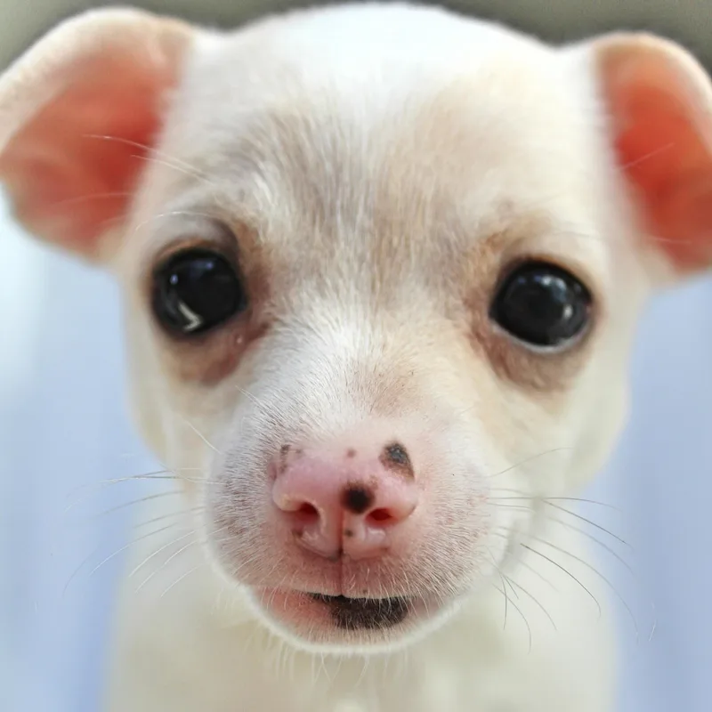 Lily thumbnail 3