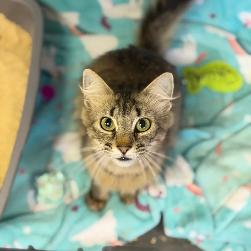 A young medium-sized female Brown / Chocolate Domestic Medium Hair cat named Milo for adoption in Fort Smith, AR