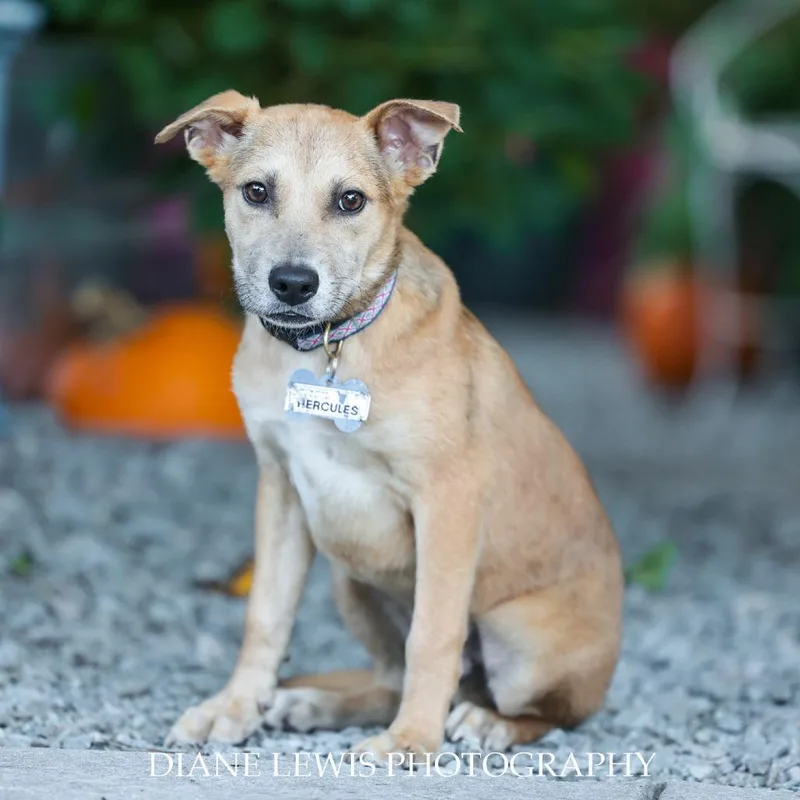 A baby small-sized male Yellow / Tan / Blond / Fawn Labrador Retriever dog named Hercules for adoption in Wake Forest, NC