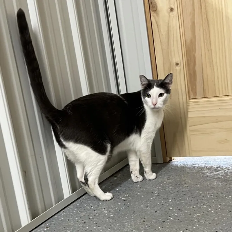 Bean thumbnail 3