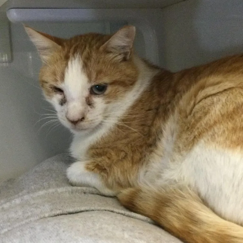 A senior large-sized male Orange / Red Domestic Short Hair cat named Slick for adoption in Redwood City, CA