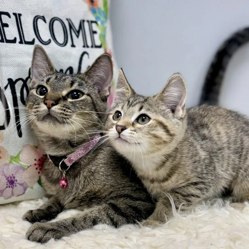 Suzu & Pan thumbnail 2