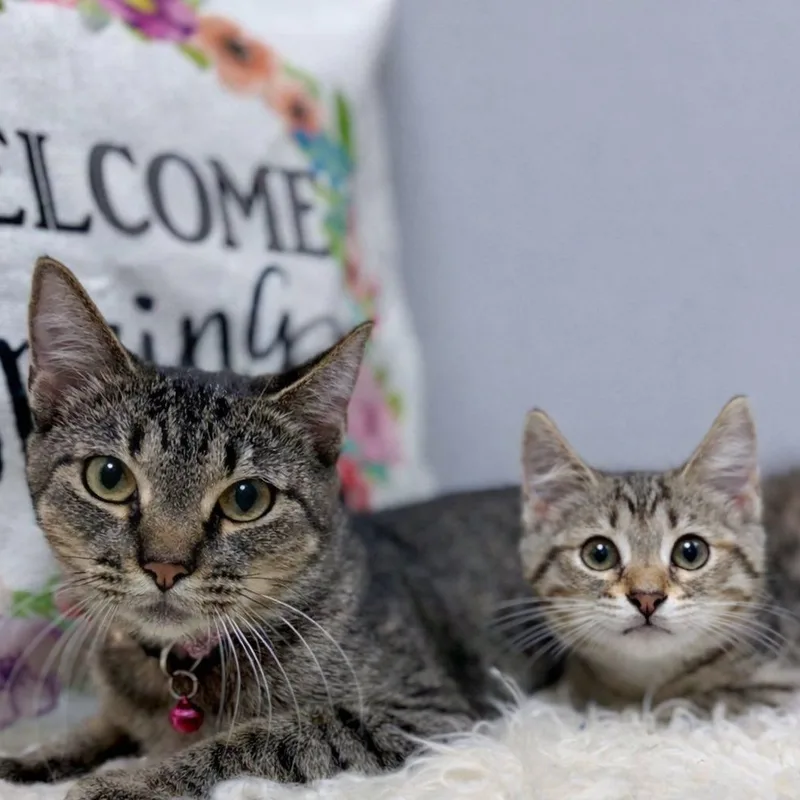 Suzu & Pan thumbnail 3