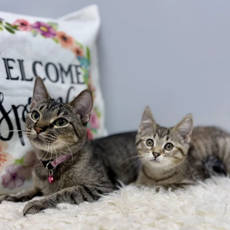 A young medium-sized female Tabby (Brown / Chocolate) Domestic Short Hair cat named Suzu & Pan for adoption in Effingham, IL