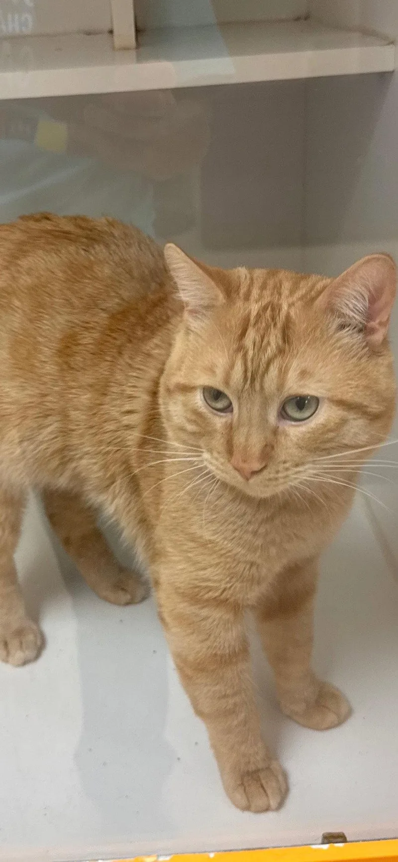 An adult medium-sized male Orange / Red Domestic Short Hair cat named Cal CG for adoption in Frisco, TX