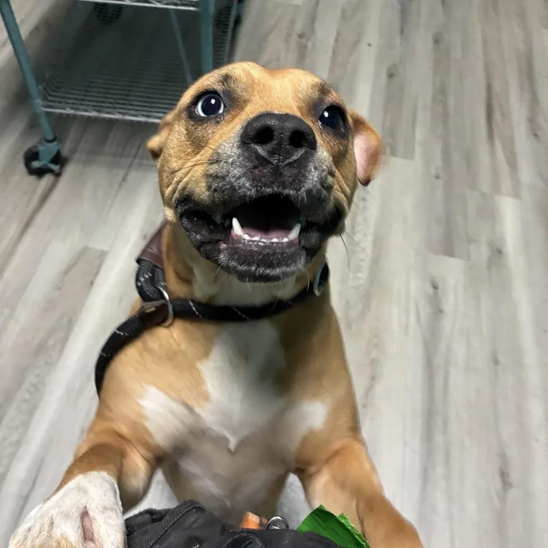 An adult medium-sized female Yellow / Tan / Blond / Fawn Mixed Breed dog named Brooklyn Yarbrough for adoption in St. Louis, MO
