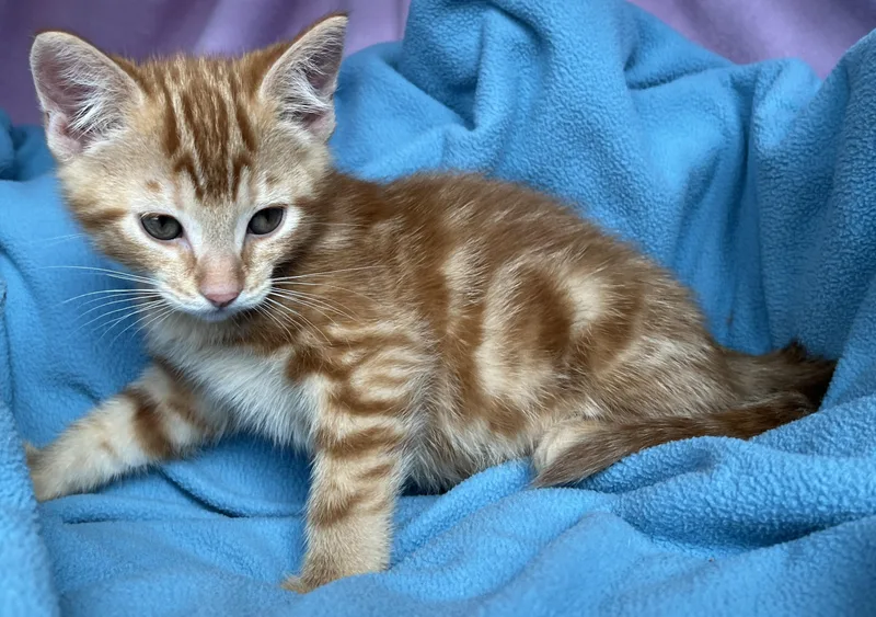 Felix