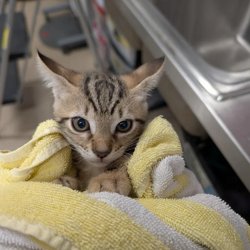 A baby small-sized female Brown / Chocolate Domestic Short Hair cat named Gumdrop for adoption in League City, TX