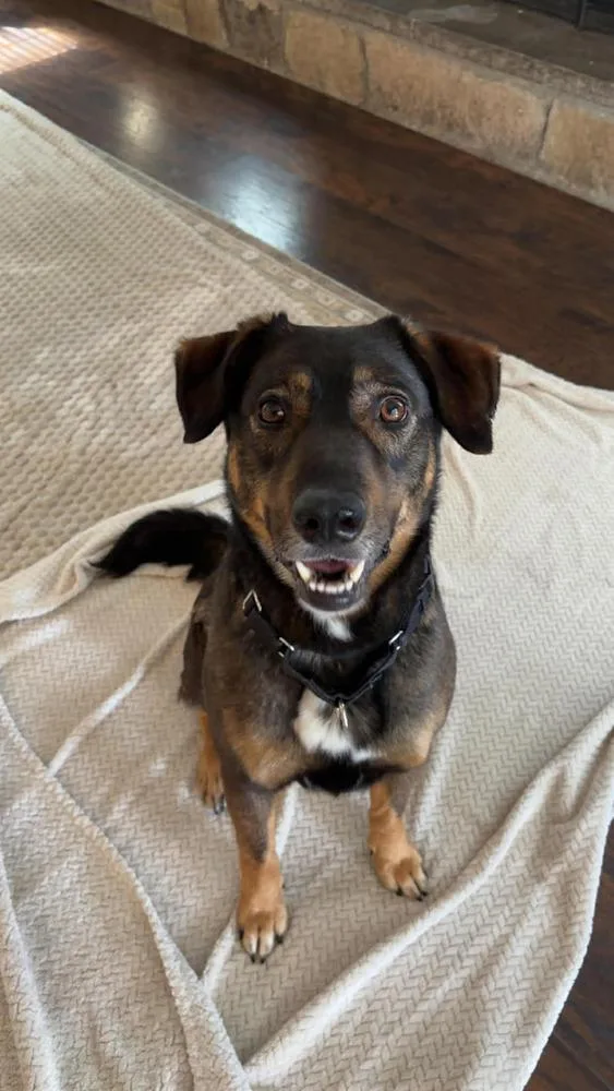 An adult medium-sized male Shepherd dog named Buster for adoption in Willingboro, NJ