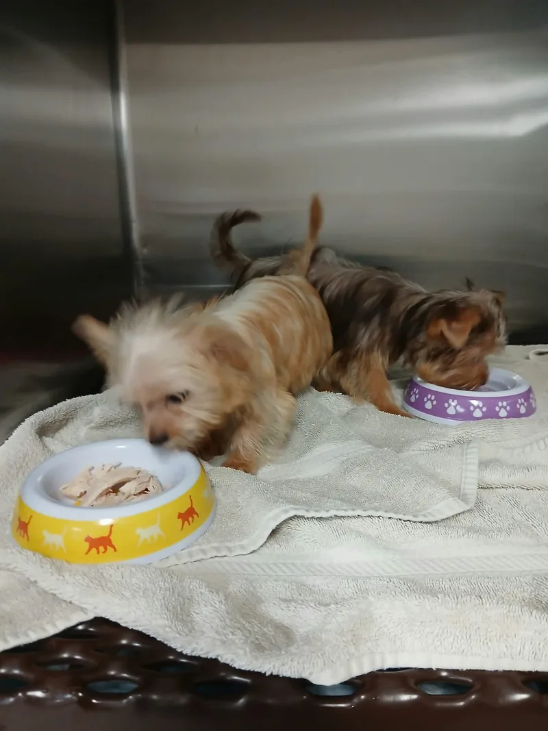 A baby small-sized male Yorkshire Terrier dog named Alvin for adoption in Vernon, CT
