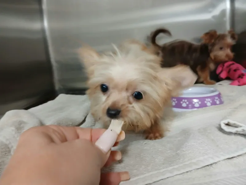 Alvin thumbnail 4