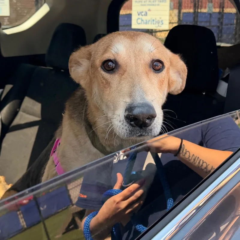 An adult medium-sized female Black Mixed Breed dog named Sierra for adoption in Philadelphia, PA