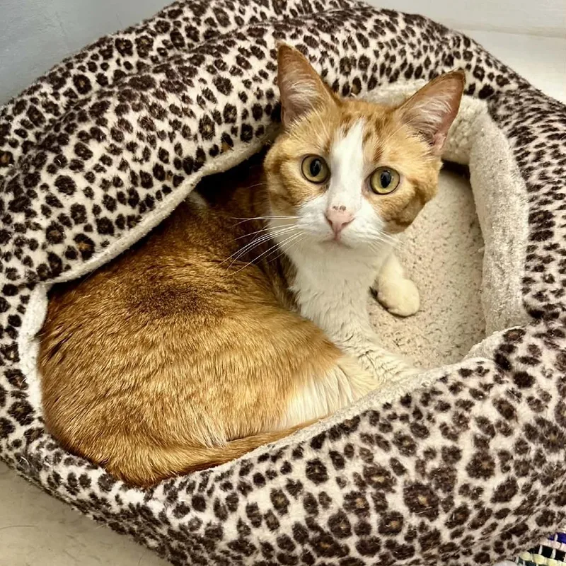 A senior medium-sized female Orange / Red Domestic Short Hair cat named Josie Kc for adoption in Union, MO