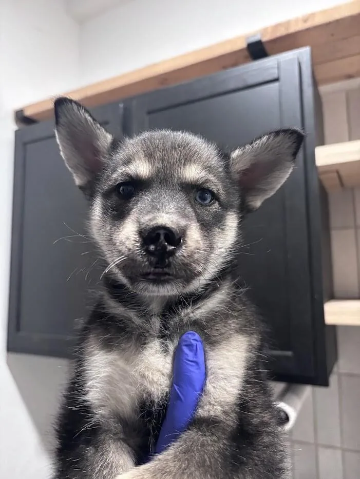 A young medium-sized female Husky dog named Tenley for adoption in renton, WA