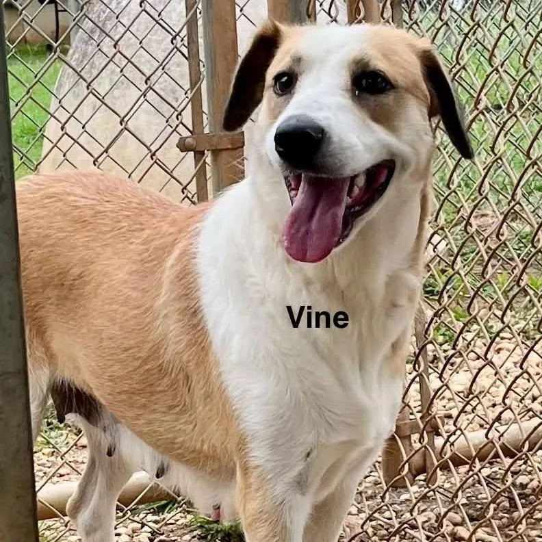 An adult medium-sized female Yellow / Tan / Blond / Fawn Mixed Breed dog named Vine for adoption in Alexandria, VA