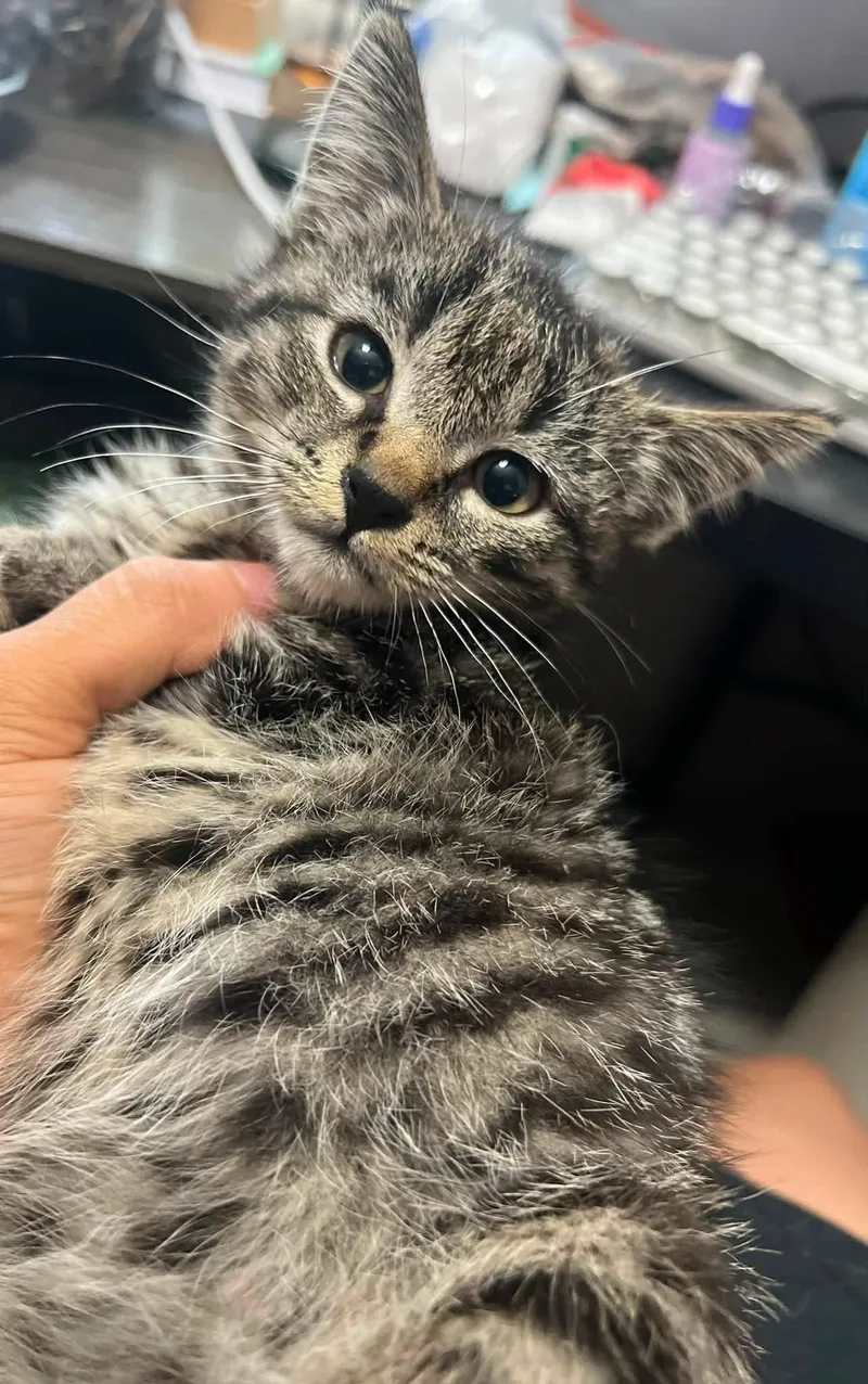 Freya