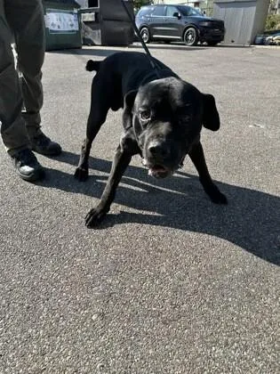 An adult large-sized male Black Mixed Breed dog named Denver for adoption in Cincinnati, OH