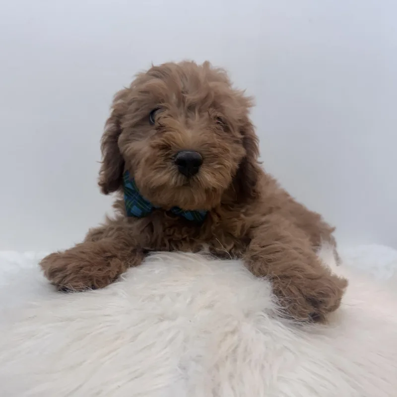 A baby small-sized male Red / Chestnut / Orange Cavapoo dog named Whittle for adoption in Wrightstown, NJ