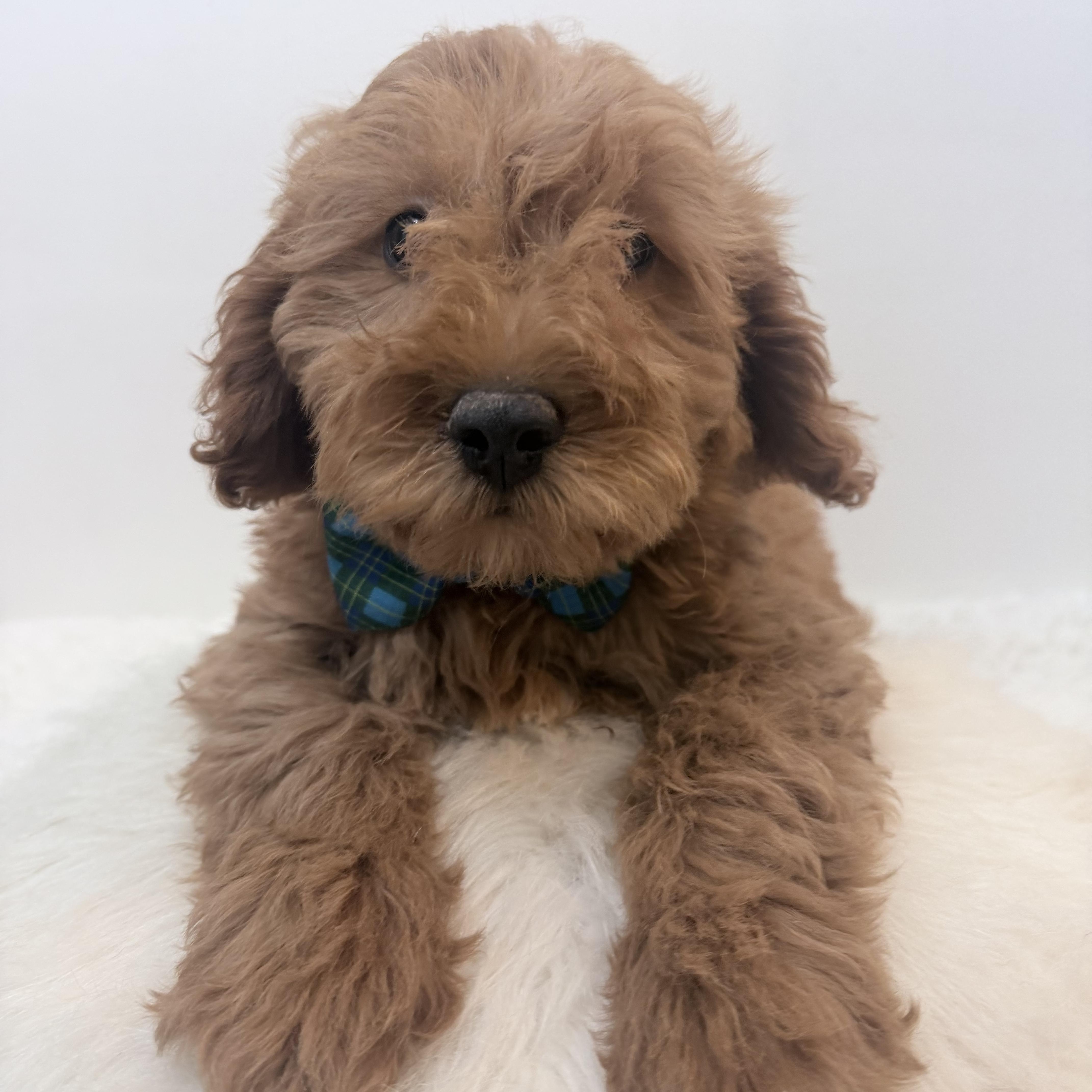 Whittle thumbnail 3