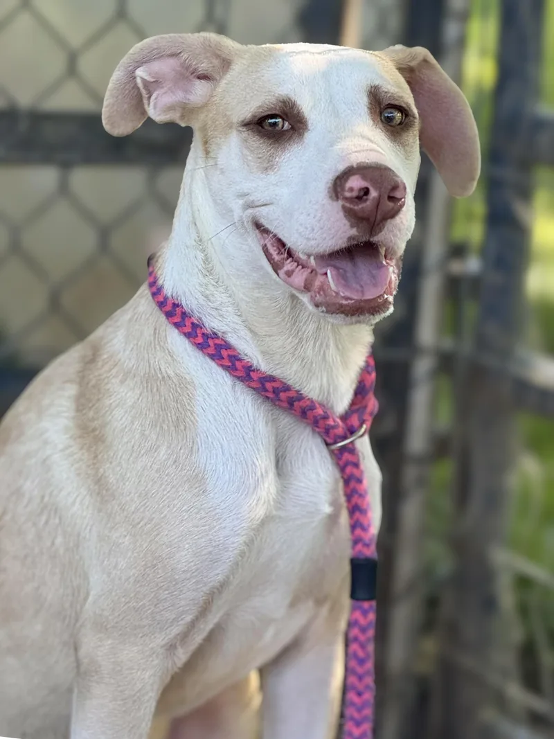 A baby medium-sized male Yellow / Tan / Blond / Fawn Labrador Retriever dog named Chase for adoption in Anderson, IN