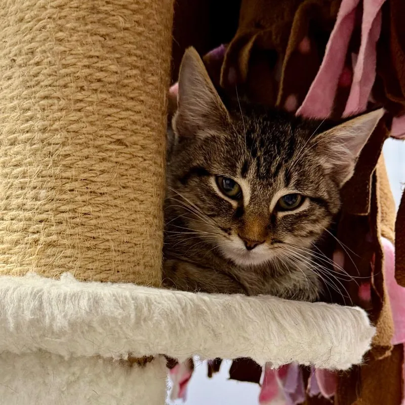A baby small-sized female Brown / Chocolate Domestic Short Hair cat named Chippie for adoption in Fairmont, WV
