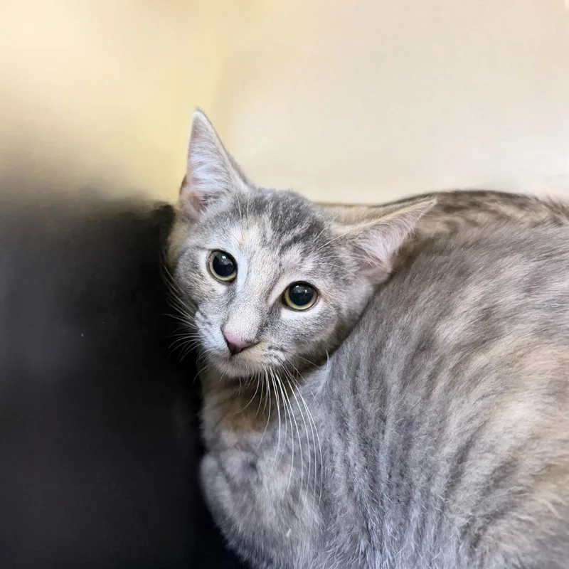 A baby medium-sized female Domestic Short Hair cat named Kilimanjaro for adoption in State College, PA