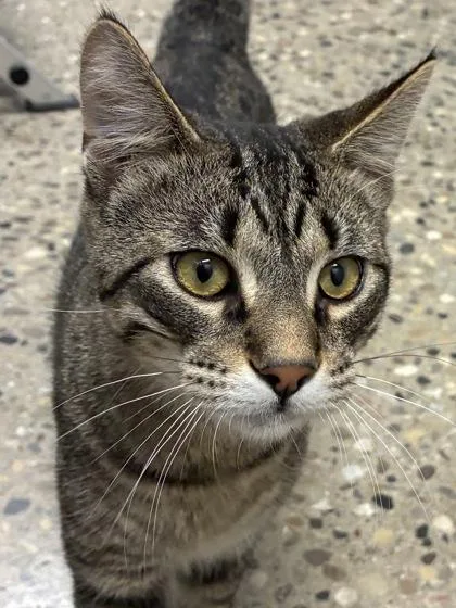 A baby medium-sized male Domestic Short Hair cat named Zander for adoption in Mason, MI