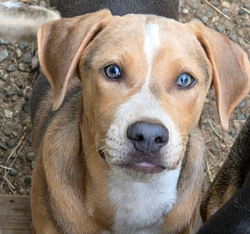 A baby medium-sized male Gray / Blue / Silver Mixed Breed dog named Joaquin for adoption in Silvana, WA