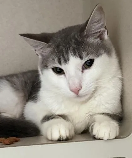 A baby small-sized female Tabby (Gray / Blue / Silver) Domestic Short Hair cat named Bumblebee for adoption in Salem, NH