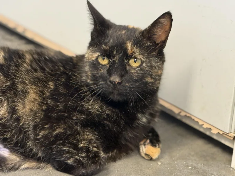 An adult medium-sized female Black Tortoiseshell cat named Alani for adoption in Pierre, SD