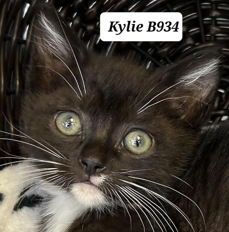 A baby medium-sized female Black Domestic Short Hair cat named Kylie for adoption in Morganton, NC