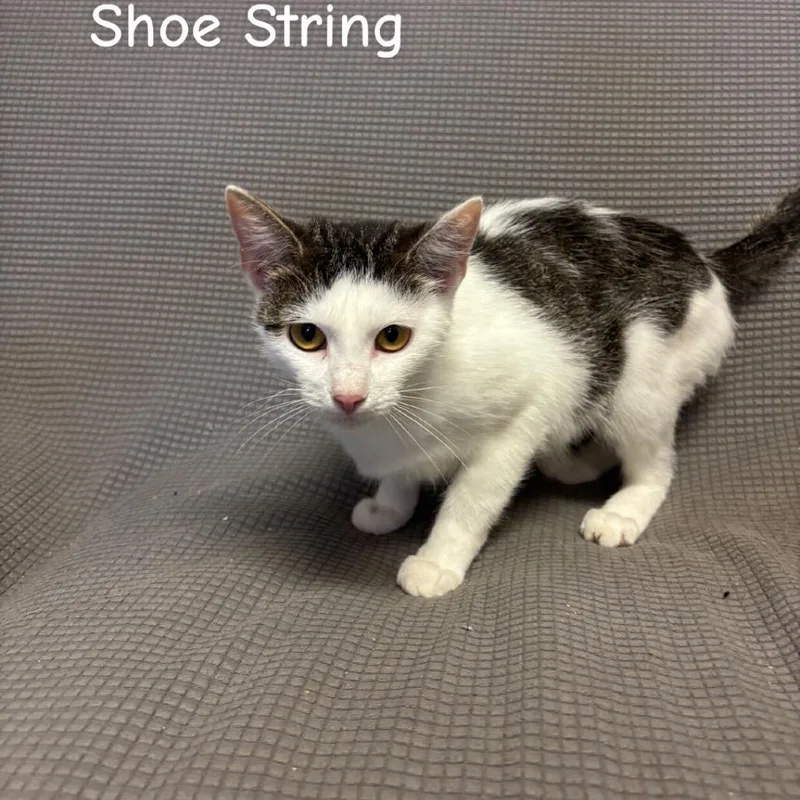 An adult small-sized female White Domestic Short Hair cat named Shoe String for adoption in Buffalo, MN