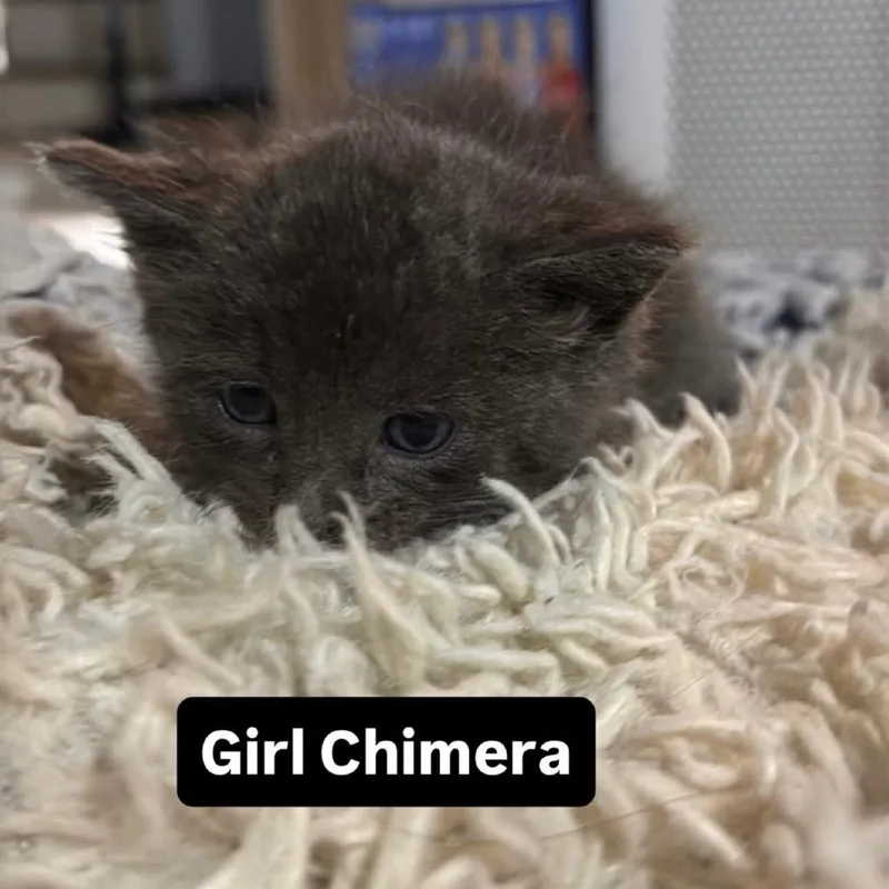 Chimera thumbnail 2