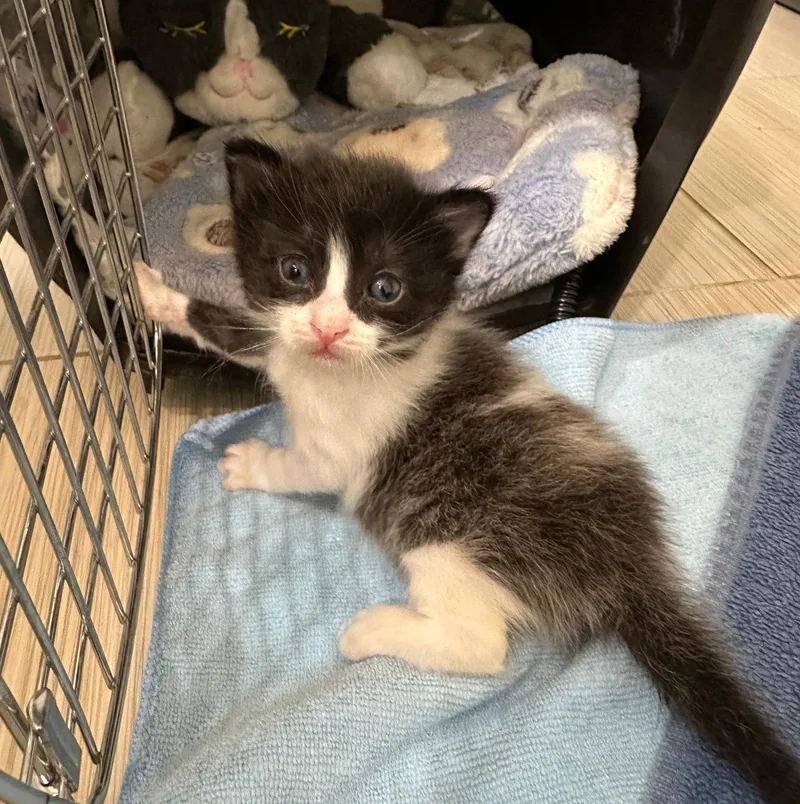 A baby medium-sized female Domestic Medium Hair cat named Char for adoption in Vacaville, CA