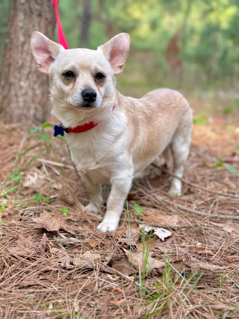 A young small-sized male White / Cream Chihuahua dog named Jack for adoption in Winston-Salem, NC