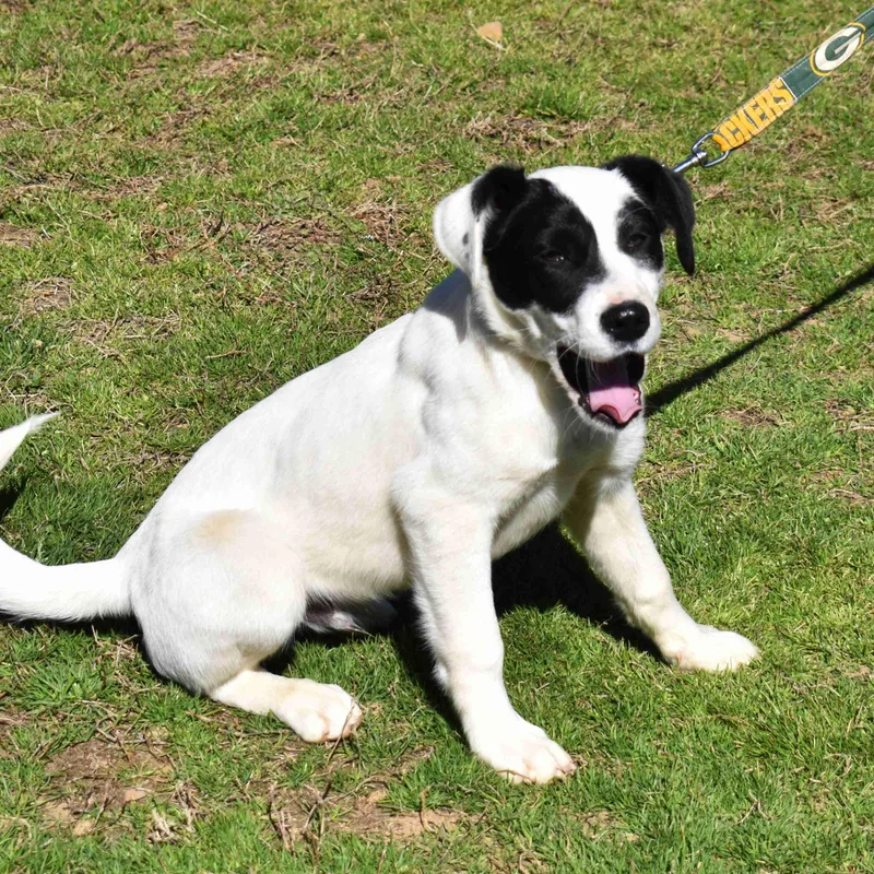 A baby medium-sized male White / Cream Mixed Breed dog named Apple for adoption in Searcy, AR