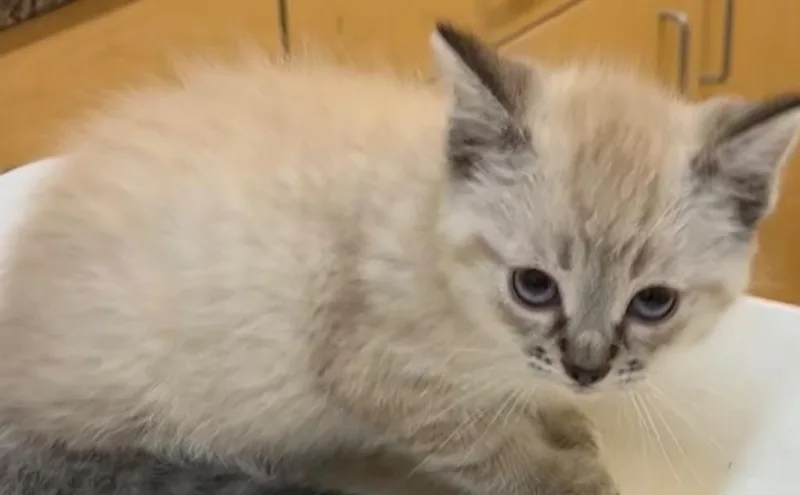 A baby small-sized male Siamese cat named Wonton for adoption in Elizabethton, TN