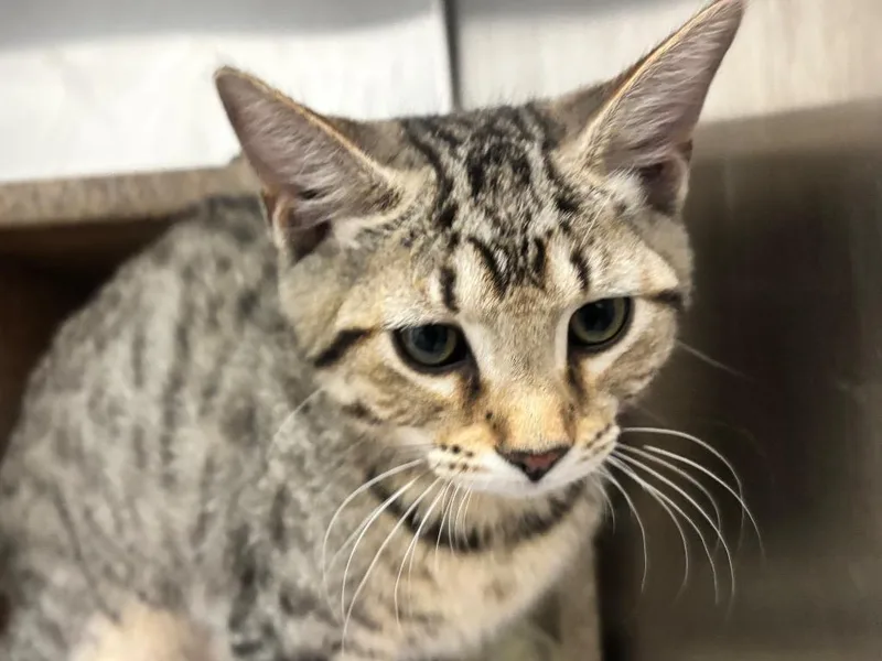 A baby small-sized male Domestic Short Hair cat named Tim McPaw for adoption in Powell, OH