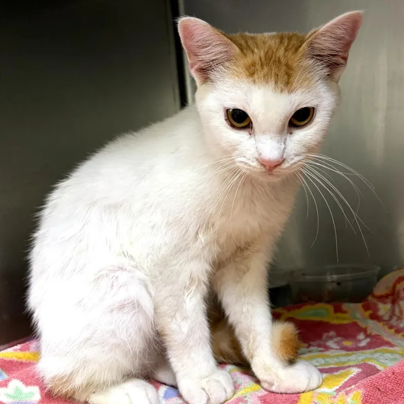 A baby medium-sized male Orange / Red Domestic Short Hair cat named Toupee for adoption in Milton, FL