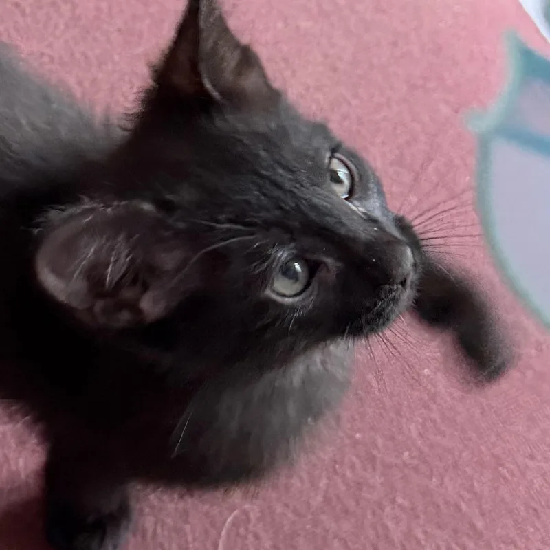 A baby small-sized female Black Domestic Short Hair cat named Cinder Groth for adoption in Morrison, CO