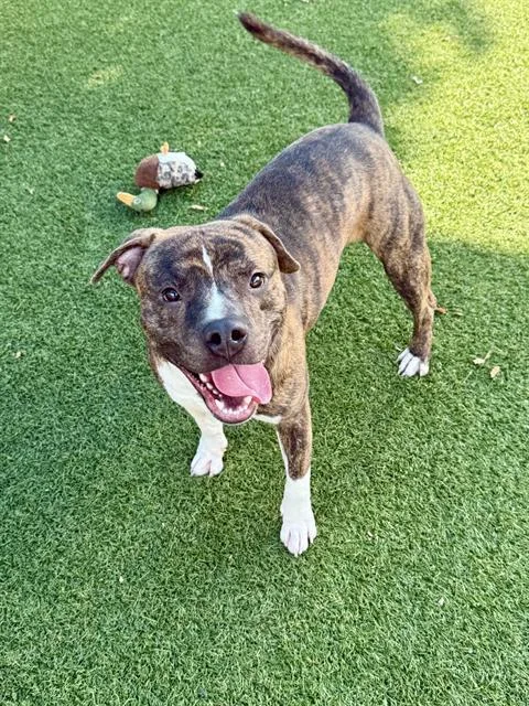 A young medium-sized male Mixed Breed dog named Chubby for adoption in Dallas, TX